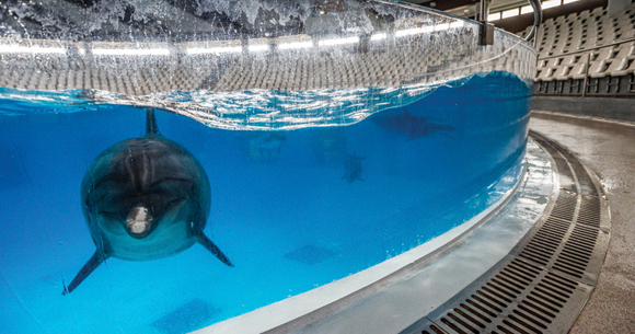 Bottlenose dolphin in aquarium water between performances. Lithuania, 2016.