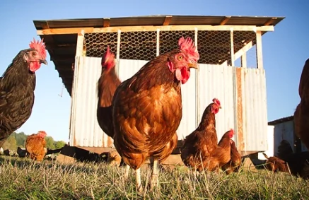 A Consumer’s Guide to Food Labels and Animal Welfare