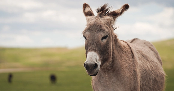 portrait of a donkey in an open field