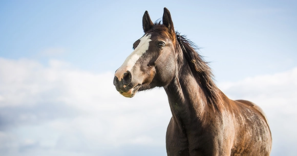 horse stands in front of partly cloudy skies