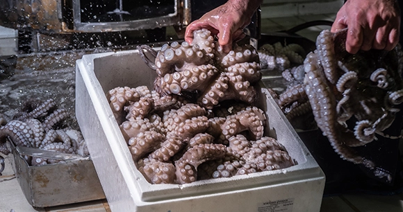 A worker at a processing plant, processes octopus with water through specific machines to make it turgid for sale.