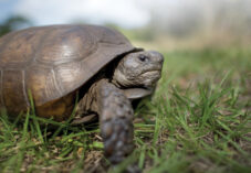 A Gopher Tortoise walking in green grass with a blue sky behind it on a bright sunny day.