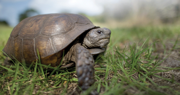 A Gopher Tortoise walking in green grass with a blue sky behind it on a bright sunny day.