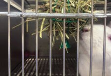 rabbit eats waybill in lab cage