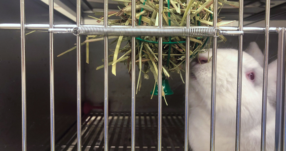 rabbit eats waybill in lab cage
