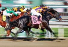 jockeys race horses at a hippodrome