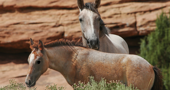 two wild horses gather in Southwest USA environment