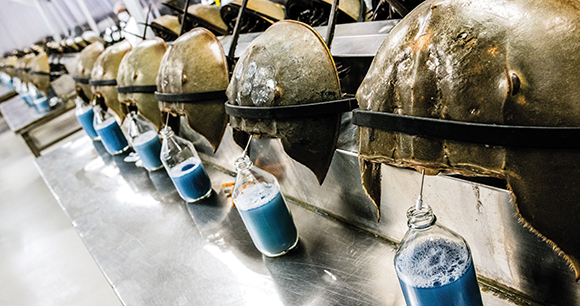 horseshoe crabs in an industrial line having their blood drained