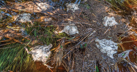chicken corpses killed by hurricane