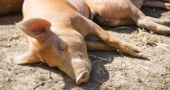 tired pig sleeps on hot dirt on outdoor farm