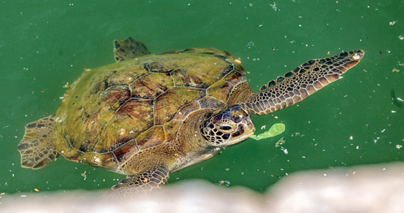 sea turtle swims at surface of plastic-polluted water