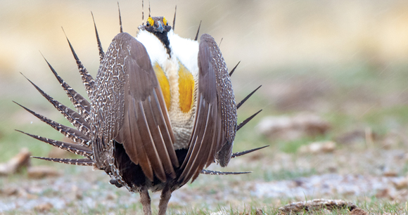 Sage Grouse performing mating display on a breeding ground