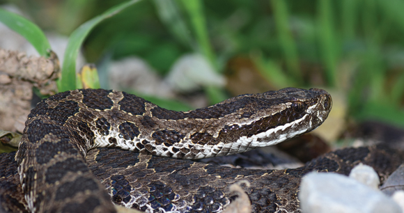 An eastern massasauga rattlesnake from western Missouri on rock.