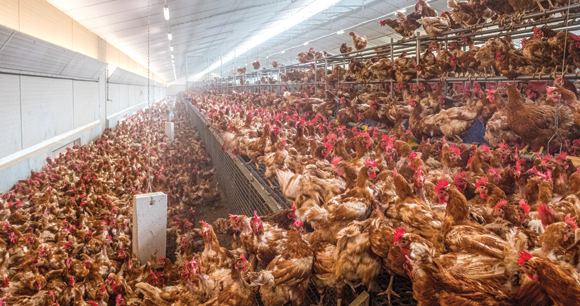 Interior of industrial chicken farm with many chickens