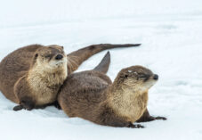 The North American river otters lie on snow in Wyoming