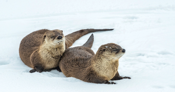 The North American river otters lie on snow in Wyoming