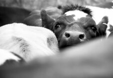 A young cow looks above a crowded herd of cattle.