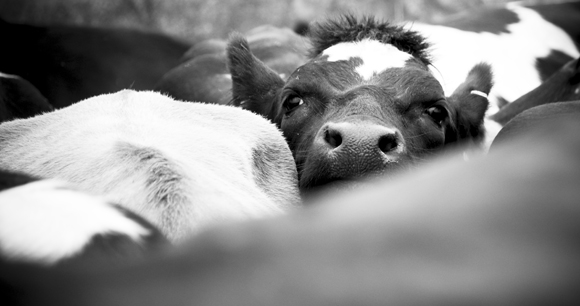 A young cow looks above a crowded herd of cattle.