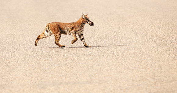 Lynx rufus Bobcat trots along the road with a portion of its kill in its mouth