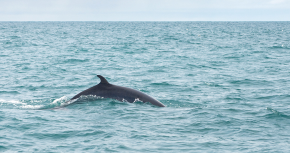 Minke whale breaches surface in Iceland