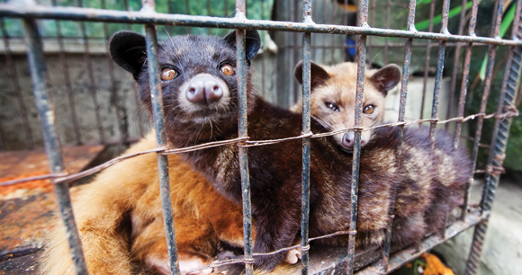 Asian Palm Civets in cage