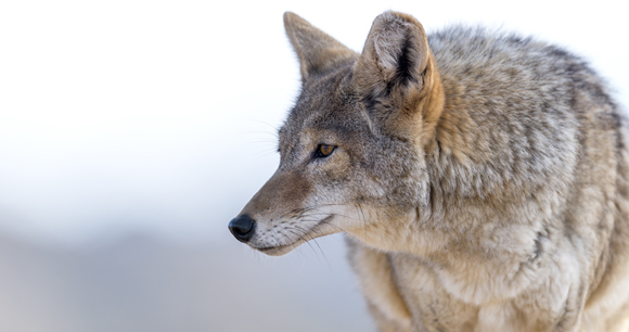 Coyote watches to its right in wintry environment