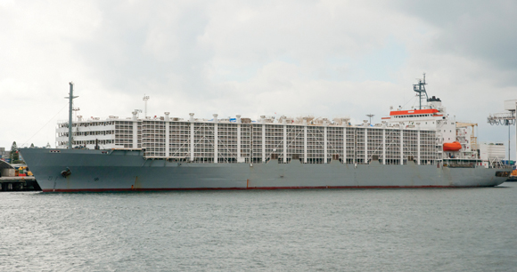 Livestock Carrier Shipping Vessel near Australian port