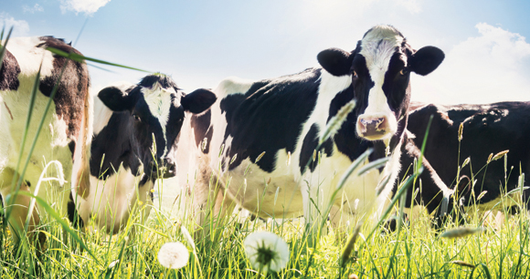 Close-up of cows in summer