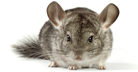 Close up of a chinchilla's face