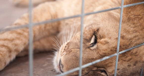 Lion Cub Sleeping In a Cage