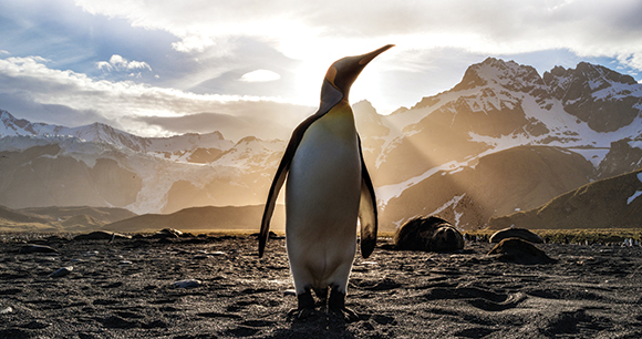 isolated penguin stands on muddy surface in front of grand mountain range
