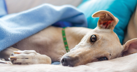 greyhound lies covered in a blanket on a bed