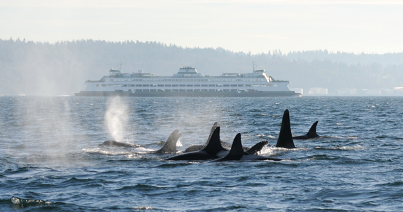 killer whale pod swims together near large boat