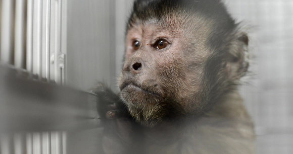 captive capuchin looks out of lab cage