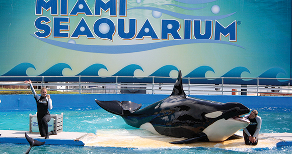 orca at Miami seaquarium show with two trainers