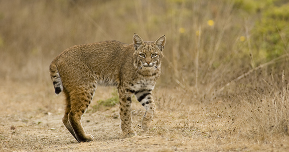 lynx in a grassy field