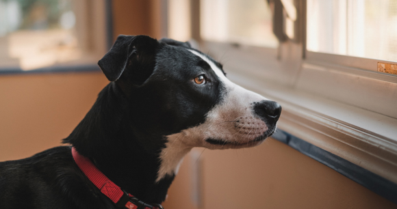 dog looks longingly out of window