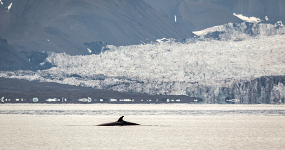 Minke whale surfacing with a glacier in the background
