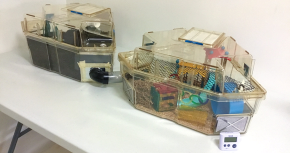 two-segment mouse playpen on a table