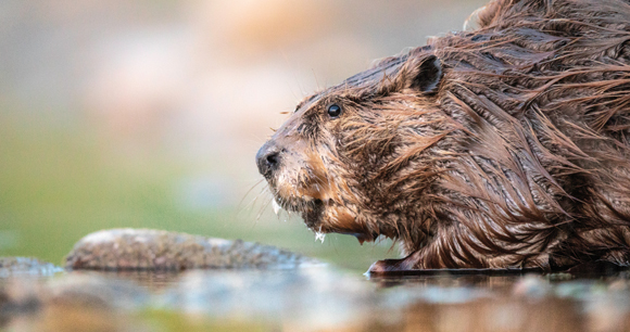 Wet beaver at the edge of river, washing hands, curious.
