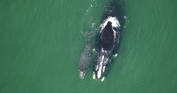 overhead of mother and child north atlantic right whales swimming at the surface