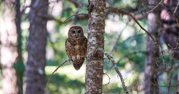 northern spotted owl watches out from a tree