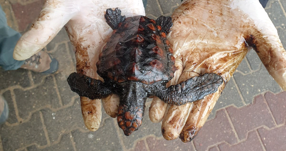 oil-covered baby sea turtle held by gloved hands