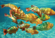 School of colorful tropical fish, Rainbow parrotfish, close to water surface, Caribbean sea