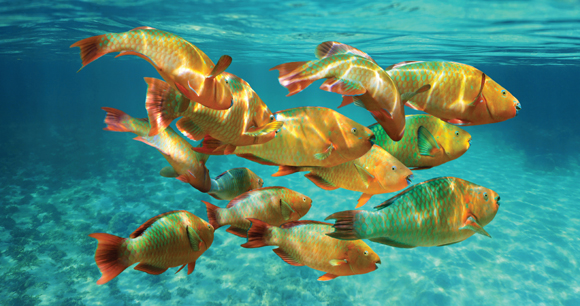 School of colorful tropical fish, Rainbow parrotfish, close to water surface, Caribbean sea