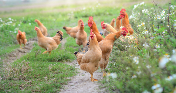 Chickens on traditional free range poultry farm