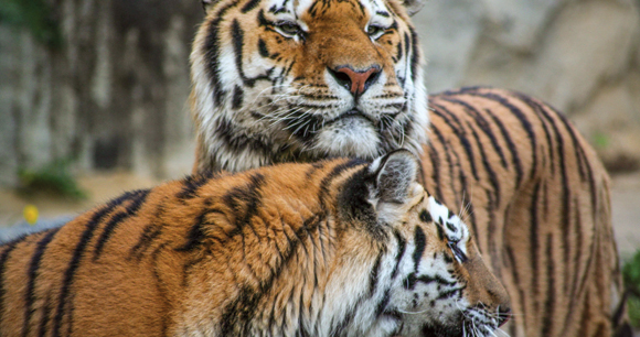 tigers caress each other in front of rocky background