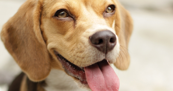 beagle sticks tongue out