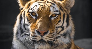 captive tiger looks forward