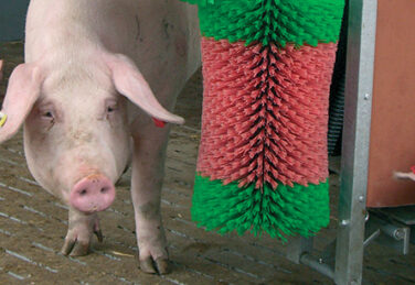 pig looks at a scratcher in a pen